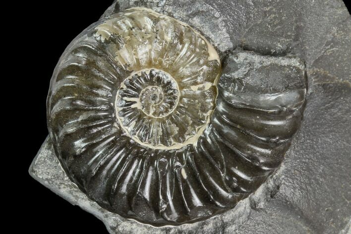 Agatized Ammonite (Pleuroceras) Fossil in Rock - Germany #125417